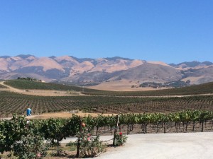 Wolff Vineyards- Edna Valley