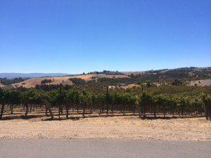 View from Ecluse Winery, Paso Robles, CA